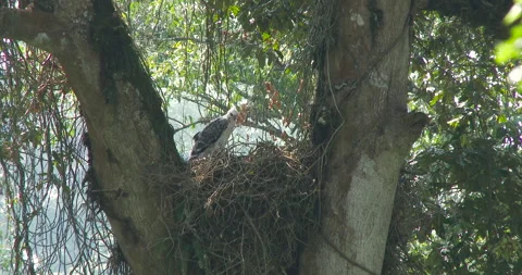 Crowned eagle nest 3 Stock Footage 256418078