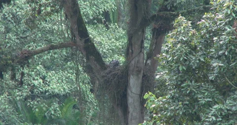 Crowned eagle nest 4 Stock Footage 256424460