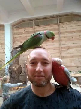 Crowned by Feathers Stock Photos