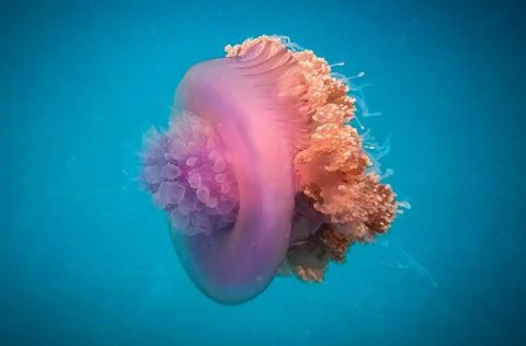 Crowned jellyfish Stock Photos