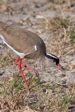 Crowned Lapwing - Botswana Stock Photos
