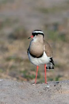 Crowned Lapwing or Crowned Plover Stock Photos