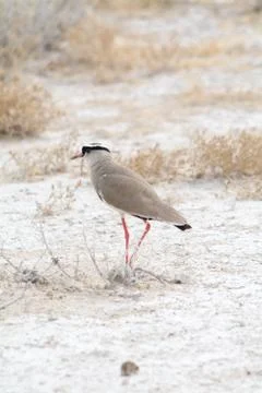 Crowned Lapwing. Stock Photos