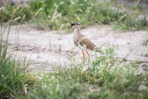 Crowned lapwing standing in the sand. Stock Photos