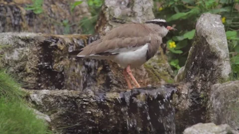Crowned lapwing. Vanellus coronatus or crowned plover bathes in a stream Stock Footage 254349350