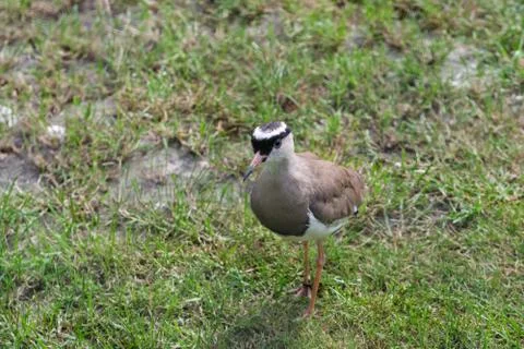 Crowned Lapwing walking looking for insects, seen from above Stock Photos