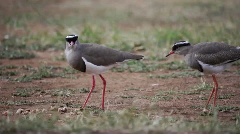 Crowned lapwings feeding on the ground Stock Footage 56161495
