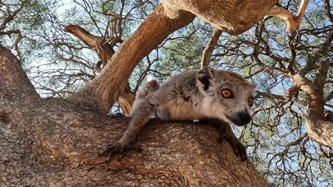 Crowned lemur (Eulemur Coronatus), endemic lemur from Madagascar  4 K video Stock Footage 220978231