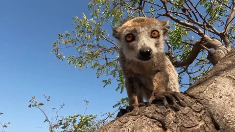 Crowned lemur (Eulemur Coronatus), endemic lemur from Madagascar  4 K video Stock Footage 220987401