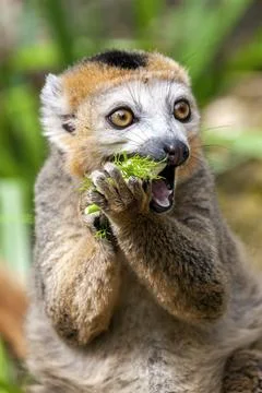 Crowned Lemur (Eulemur coronatus) Stock Photos