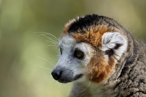 The Crowned Lemur (Eulemur coronatus). Stock Photos