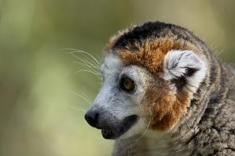 The Crowned Lemur (Eulemur coronatus). Stock Photos