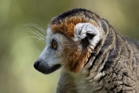 The Crowned Lemur (Eulemur coronatus). Stock Photos