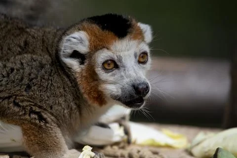 The Crowned Lemur (Eulemur coronatus). Stock Photos