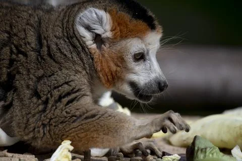 The Crowned Lemur (Eulemur coronatus). Stock Photos