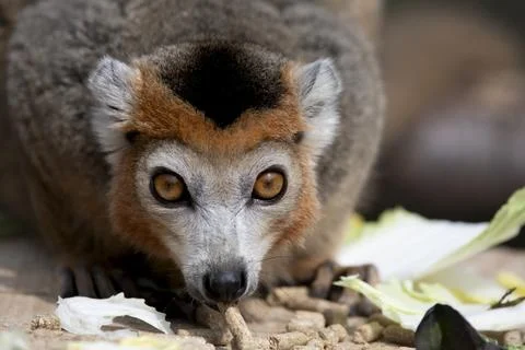 The Crowned Lemur (Eulemur coronatus). Stock Photos