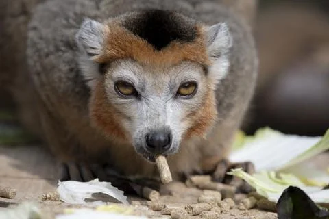 The Crowned Lemur (Eulemur coronatus). Stock Photos