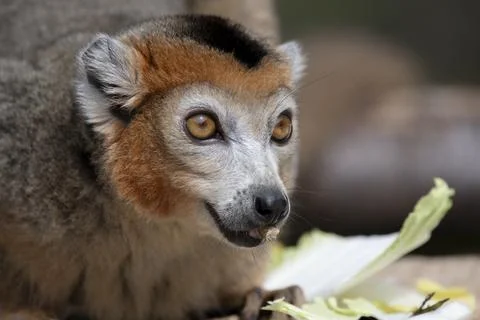 The Crowned Lemur (Eulemur coronatus). Stock Photos