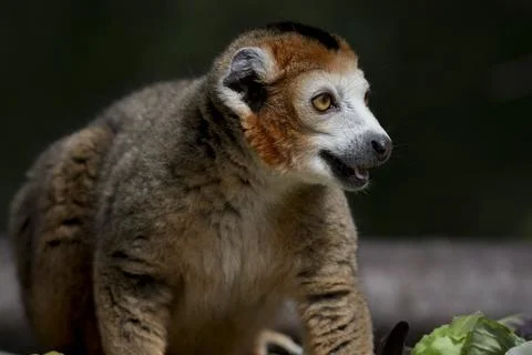 The Crowned Lemur (Eulemur coronatus). Stock Photos