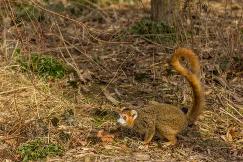 Crowned Lemur in the ground Stock Photos
