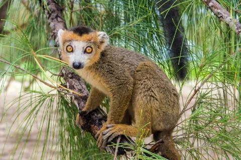 Crowned lemur Stock Photos