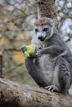 A Crowned Lemur Stock Photos