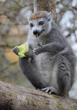 A Crowned Lemur Stock Photos
