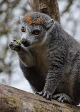 A Crowned Lemur Stock Photos
