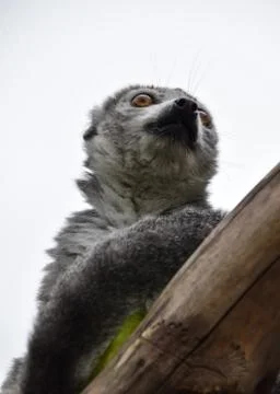 A Crowned Lemur Stock Photos
