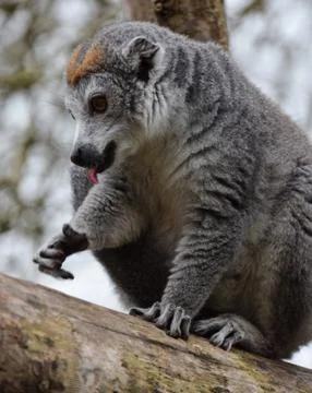 A Crowned Lemur Stock Photos