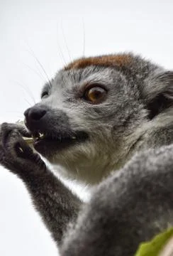 A Crowned Lemur Stock Photos