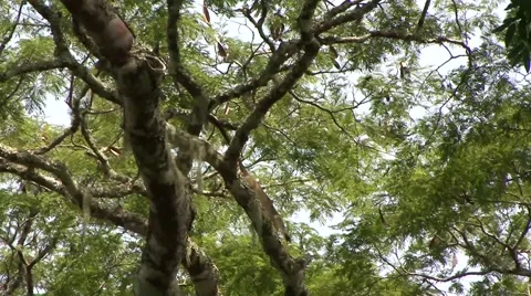 Crowned Monkey move in tree in the rainforests of Central African Republic 1. 스톡 동영상 54291072