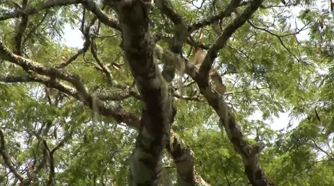 Crowned Monkey move in tree in the rainforests of Central African Republic 2 Stock Footage 54291104