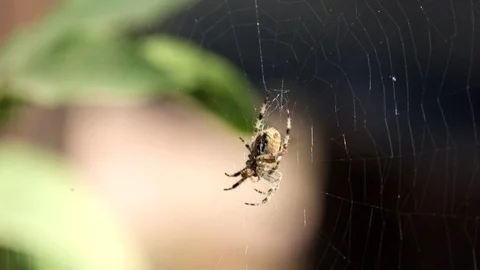 Crowned orb weaver sits in a web and does something (Araneus diadematus) Stock Footage 95646094