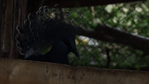 Crowned pigeon in a cage Stock Footage 119134099
