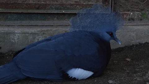 Crowned pigeon in a cage Video stock 119134294