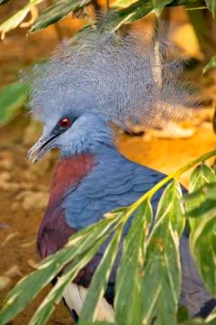 Crowned pigeon Stock Photos