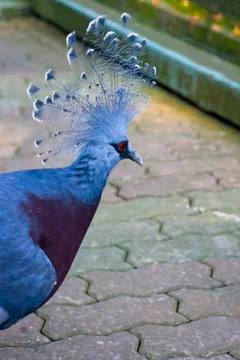 Crowned pigeon Stock-Fotos