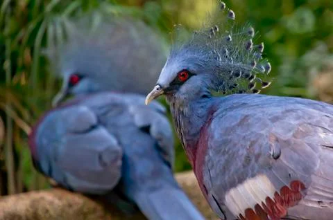 Crowned pigeon Stock Photos
