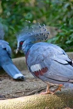 Crowned pigeon Stock Photos