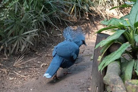 Crowned Pigeon in the wild Stock Photos