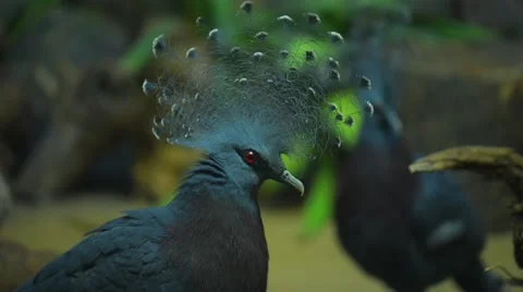 Crowned pigeons in garden Stock Footage 58239156