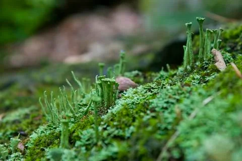 Crowned pixie cup lichen Stock Photos
