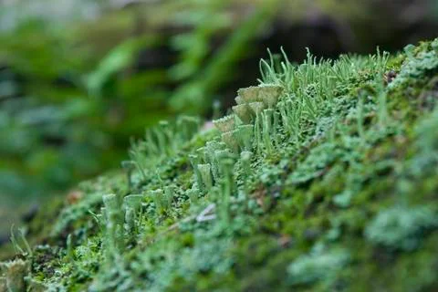 Crowned pixie cup lichen Stock Photos
