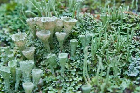 Crowned pixie cup lichen Stock Photos