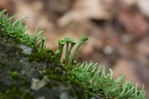 Crowned pixie cup lichen Stock Photos