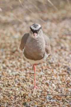 Crowned plover Stock Photos