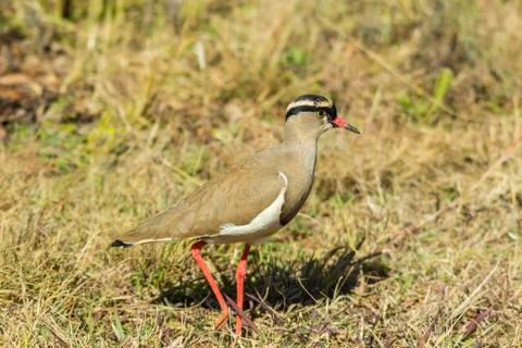 Crowned Plover Foto stock