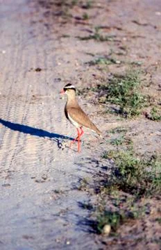 Crowned Plover Stock Photos