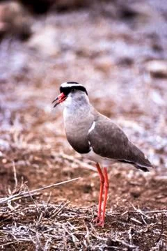 Crowned Plover Stock Photos